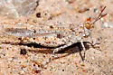 Samalayuca Dune Grasshopper