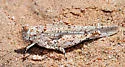 Samalayuca Dune Grasshopper - photo 2