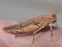 Samalayuca Dune Grasshopper - photo 3