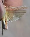 Samalayuca Dune Grasshopper - photo 4