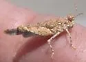 Samalayuca Dune Grasshopper - photo 5