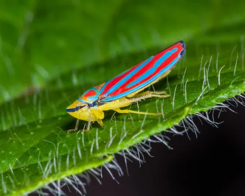 Typical Leafhoppers - Cicadellidae