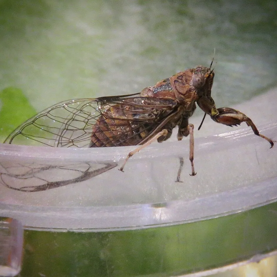 Cicadettana calliope - photo 2