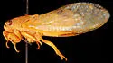 Cicadettana kansa - photo 2