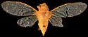 Cicadettana kansa - photo 5
