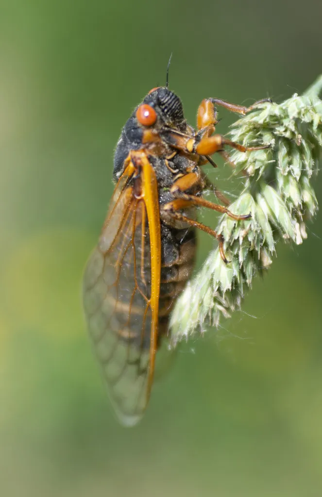 Cicadas - Cicadidae