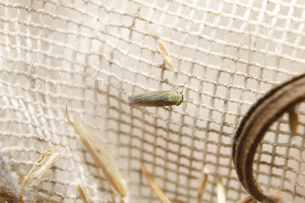 Cicadula ciliata - photo 2