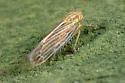 Cicadula cyperacea - photo 2