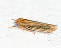 Cicadula cyperacea - photo 3
