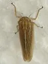 Cicadula cyperacea - photo 5