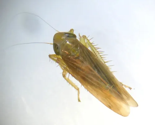 Cicadula frontalis