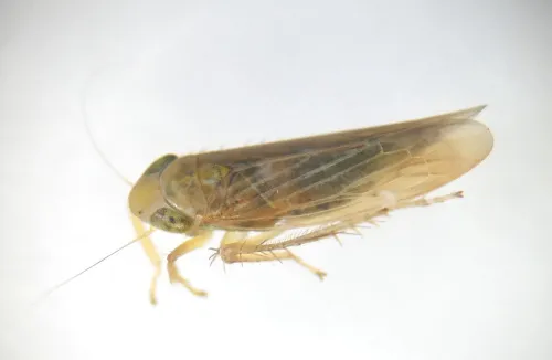 Cicadula frontalis - photo 2