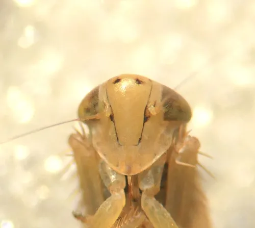 Cicadula frontalis - photo 3