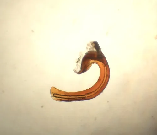 Cicadula frontalis - photo 4