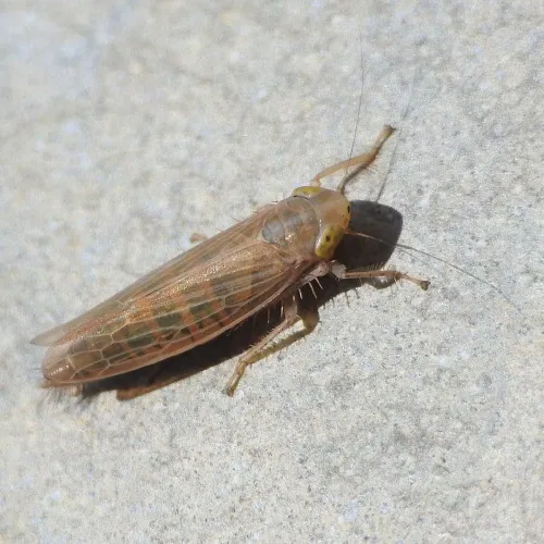 Cicadula frontalis - photo 5