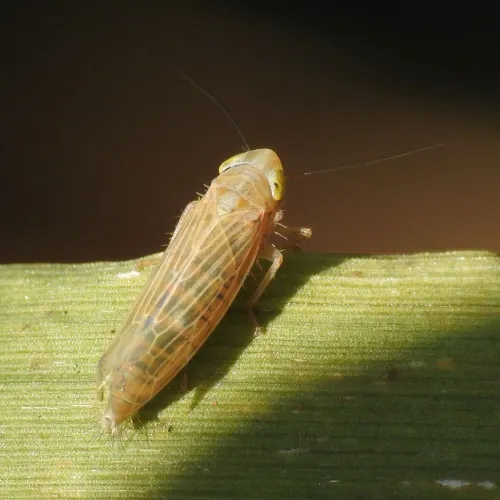 Cicadula frontalis - photo 6