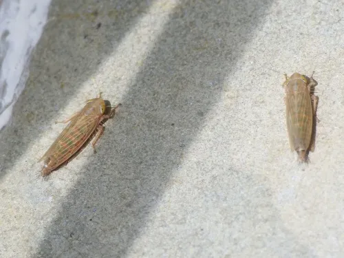 Cicadula frontalis - photo 7