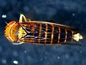 Cicadula longiseta