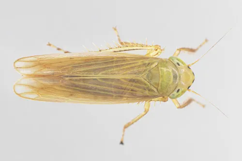 Cicadula melanogaster