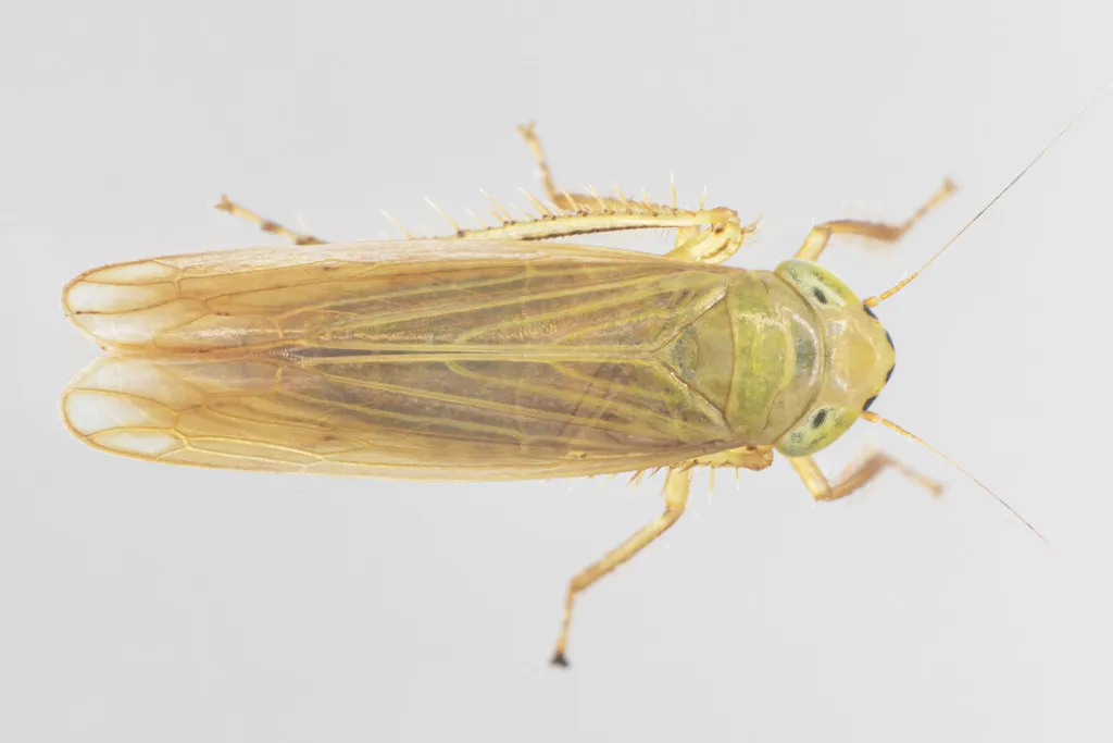Cicadula melanogaster - photo 2