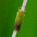 Cicadula ornata