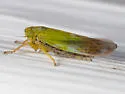 Cicadula ornata - photo 2