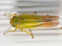 Cicadula ornata - photo 3