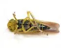 Cicadula ornata - photo 4