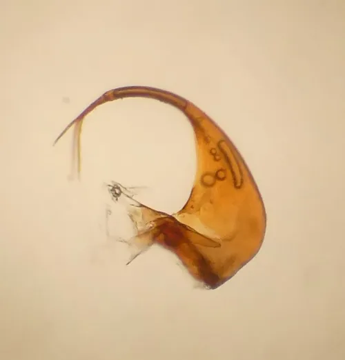 Cicadula persimilis