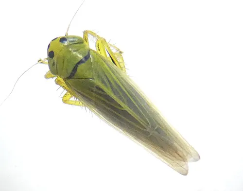 Cicadula persimilis - photo 2