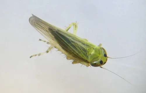 Cicadula quadrinotata
