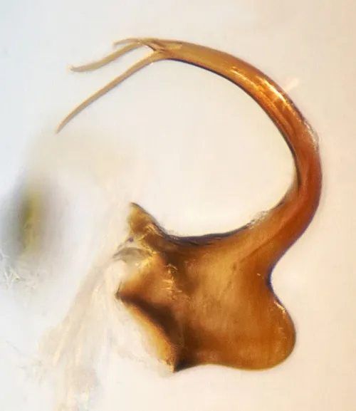 Cicadula quadrinotata - photo 2
