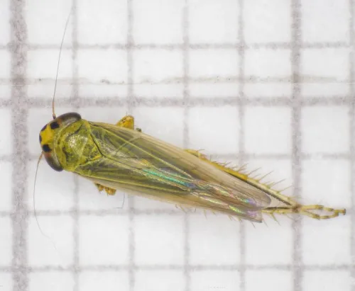 Cicadula quadrinotata - photo 3