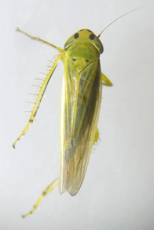 Cicadula quadrinotata - photo 4