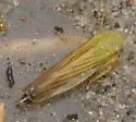 Cicadula quinquenotata
