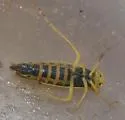 Cicadula quinquenotata - photo 2