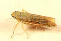 Cicadula saliens