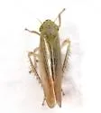 Cicadula saliens - photo 2