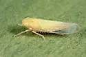 Cicadula straminea