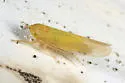 Cicadula straminea - photo 4