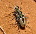Coral Pink Sand Dune Tiger Beetle