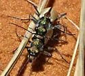 Coral Pink Sand Dune Tiger Beetle - photo 2