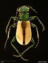 Coral Pink Sand Dune Tiger Beetle - photo 3