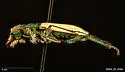 Coral Pink Sand Dune Tiger Beetle - photo 4