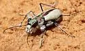 Coral Pink Sand Dune Tiger Beetle - photo 5