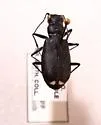 Great Basin Tiger Beetle