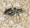 Great Basin Tiger Beetle - photo 2