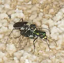 Great Basin Tiger Beetle - photo 3