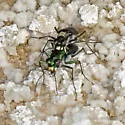Great Basin Tiger Beetle - photo 4