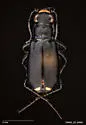 Great Basin Tiger Beetle - photo 5